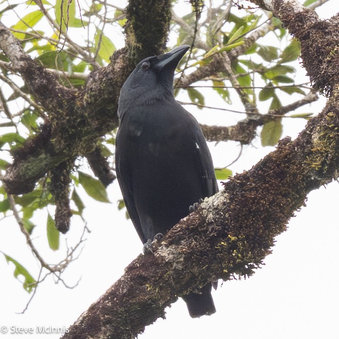 Violet Crow - ML646974163