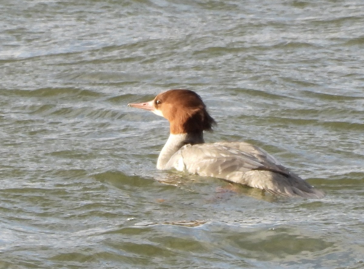 Common Merganser - ML646974164