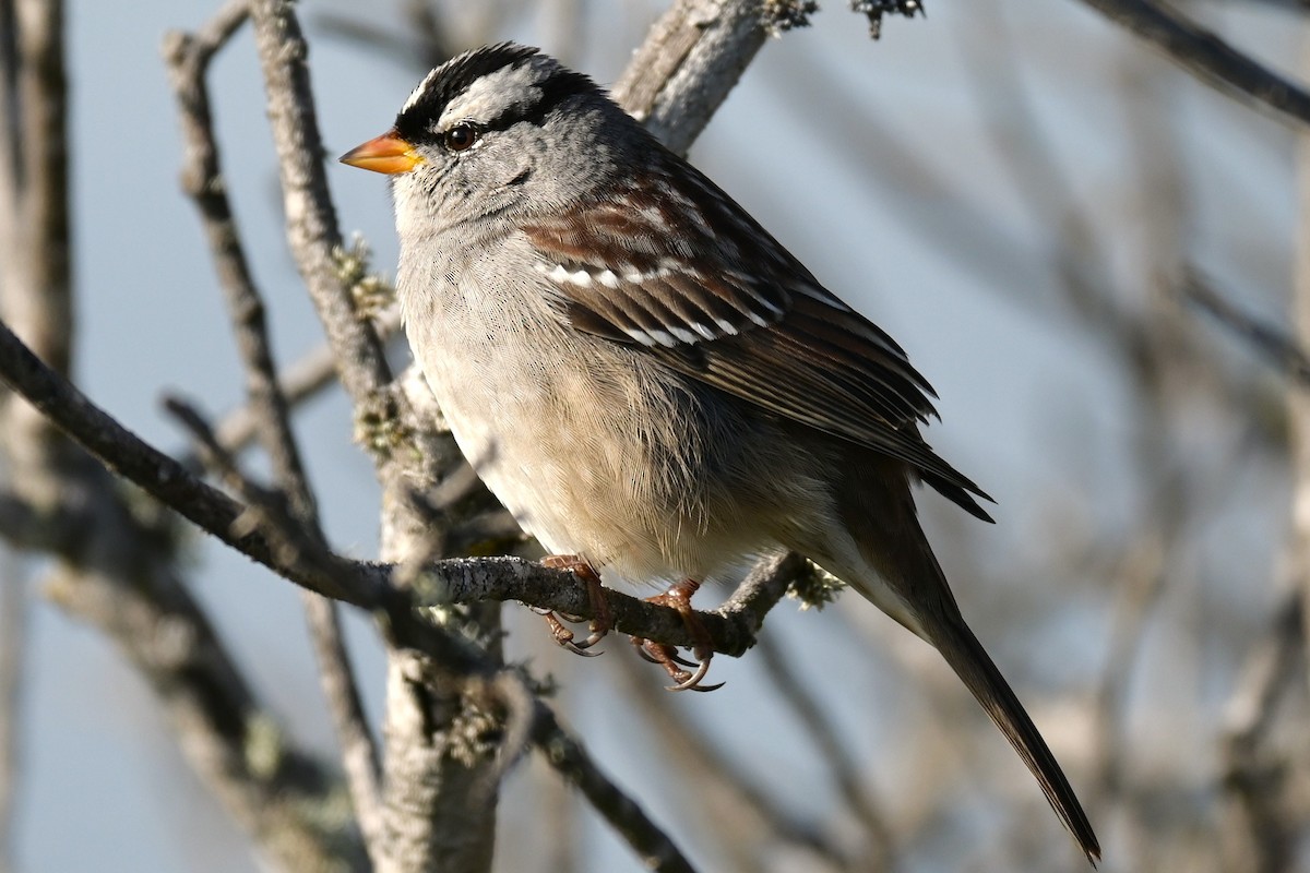 White-crowned Sparrow - ML646974166