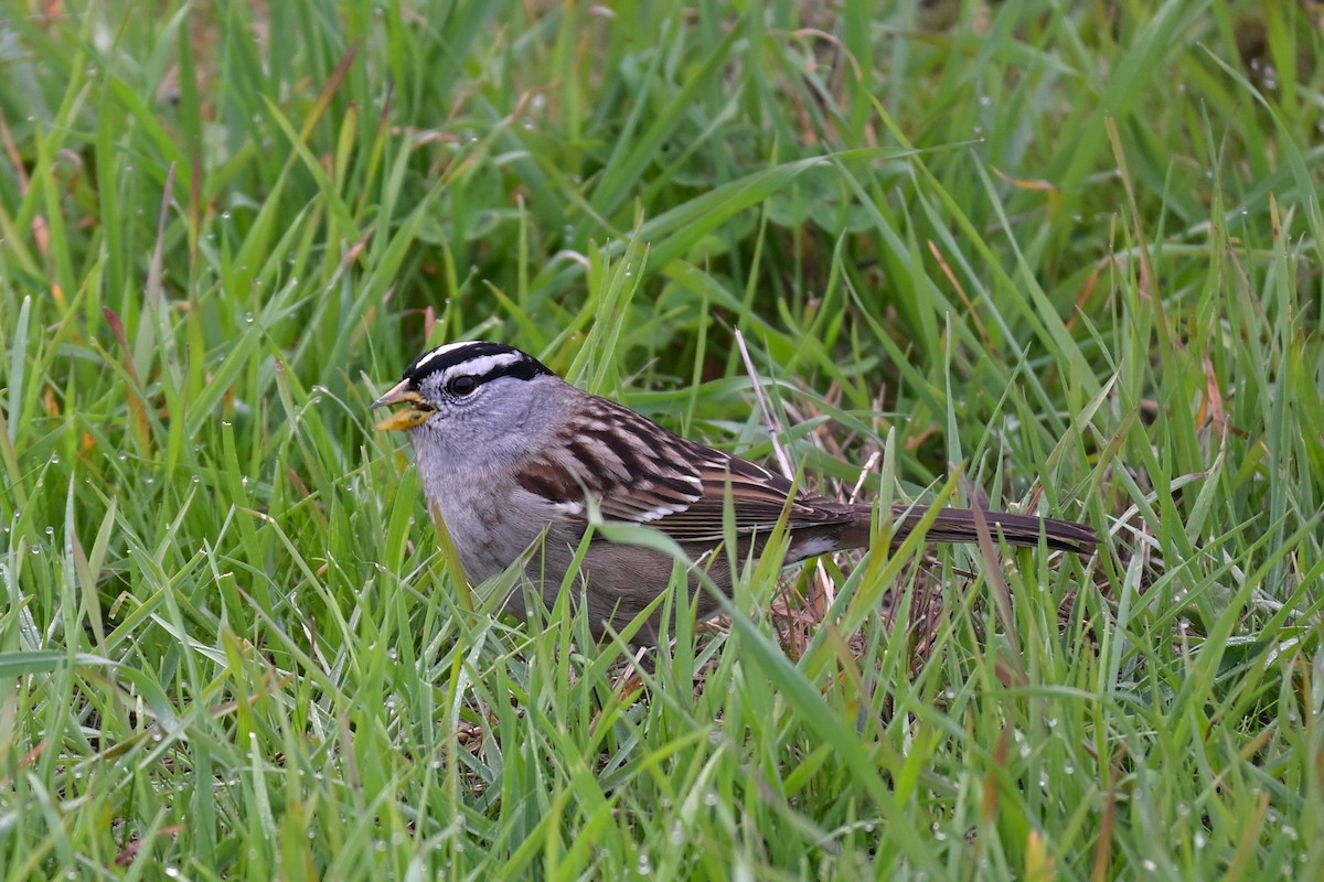 White-crowned Sparrow - ML646974167