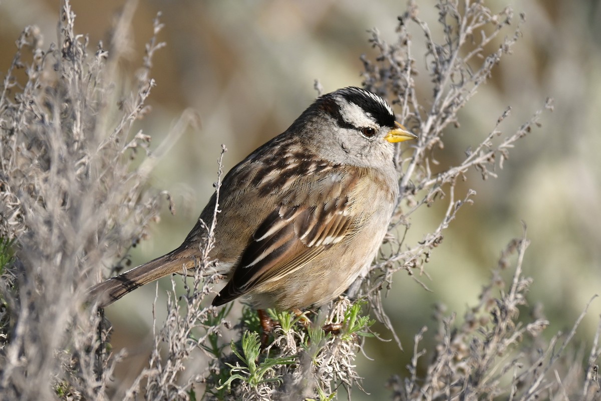 White-crowned Sparrow - ML646974168