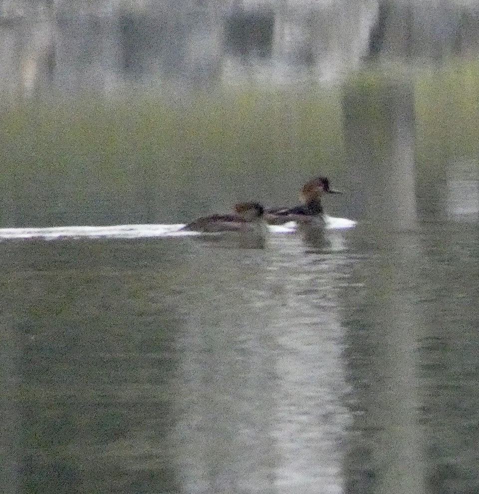 Hooded Merganser - ML646974169