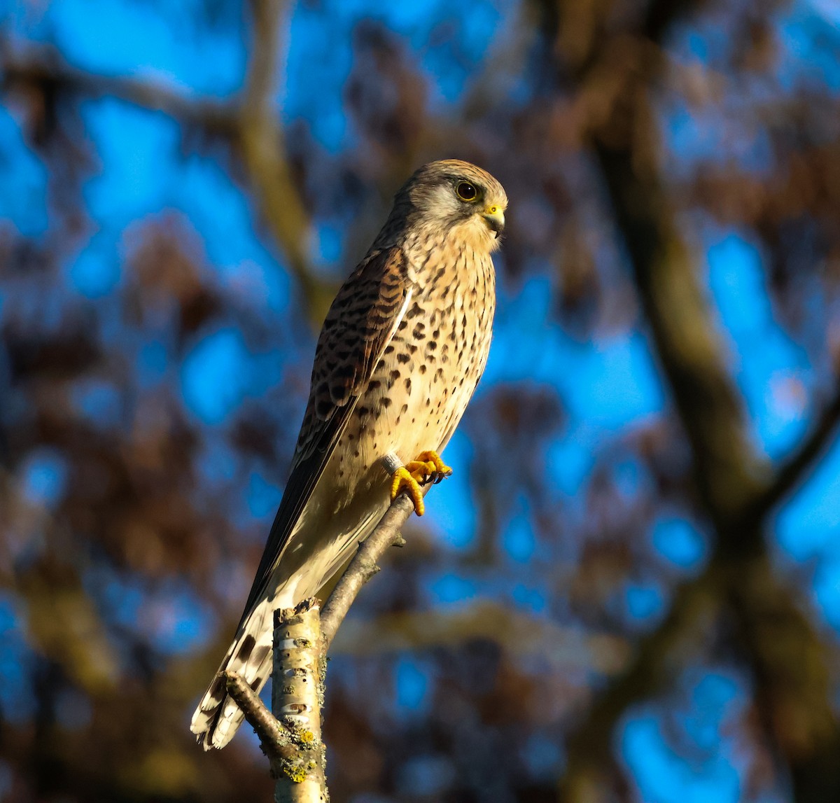 Eurasian Kestrel - ML646974170