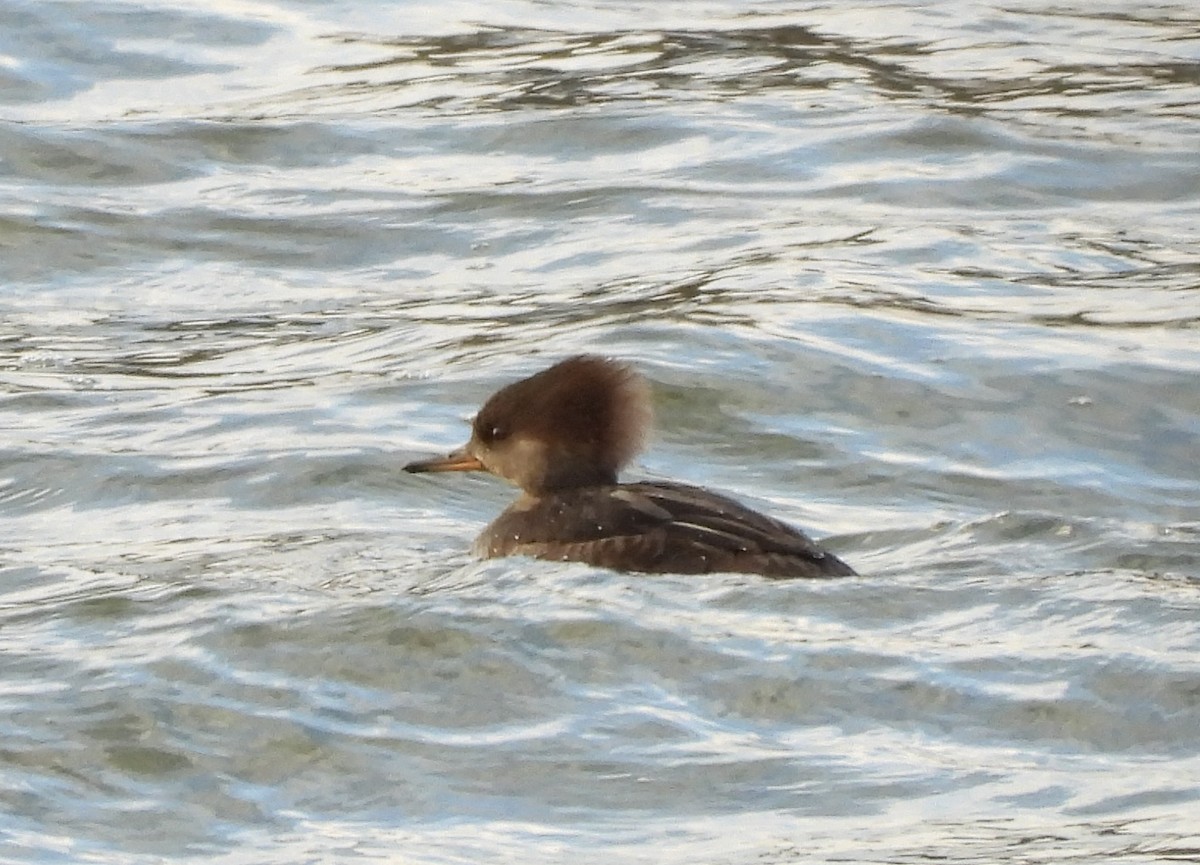 Hooded Merganser - ML646974171