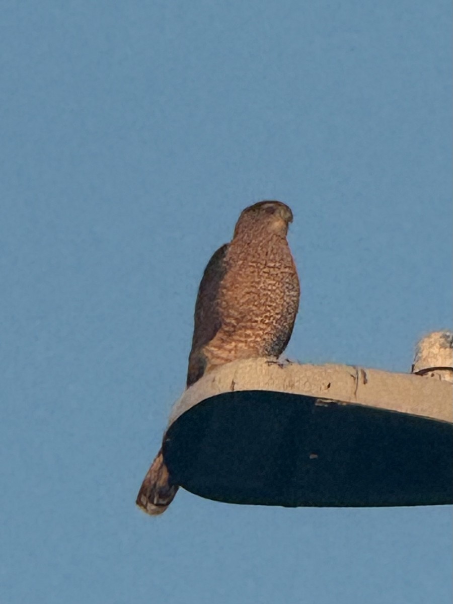 Cooper's Hawk - ML646974172