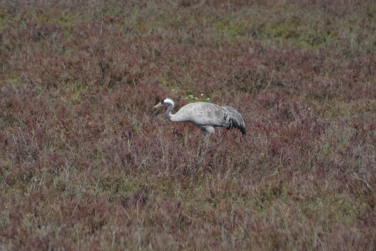 Common Crane - ML646974173