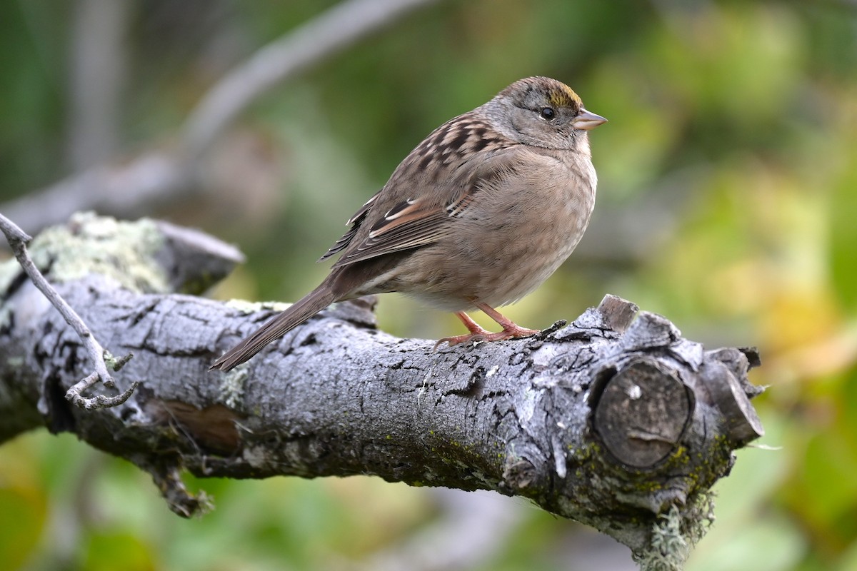 Golden-crowned Sparrow - ML646974175