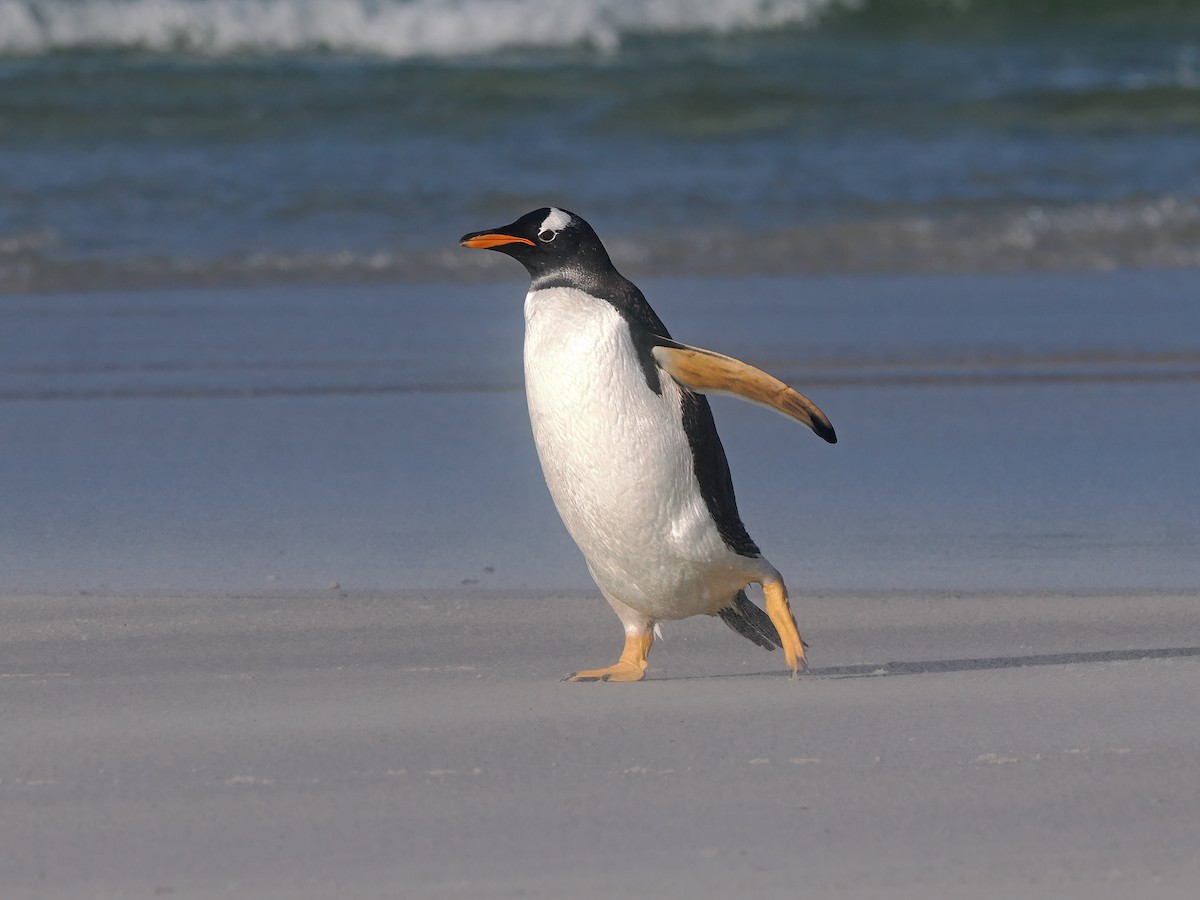 Gentoo Penguin - ML646974176
