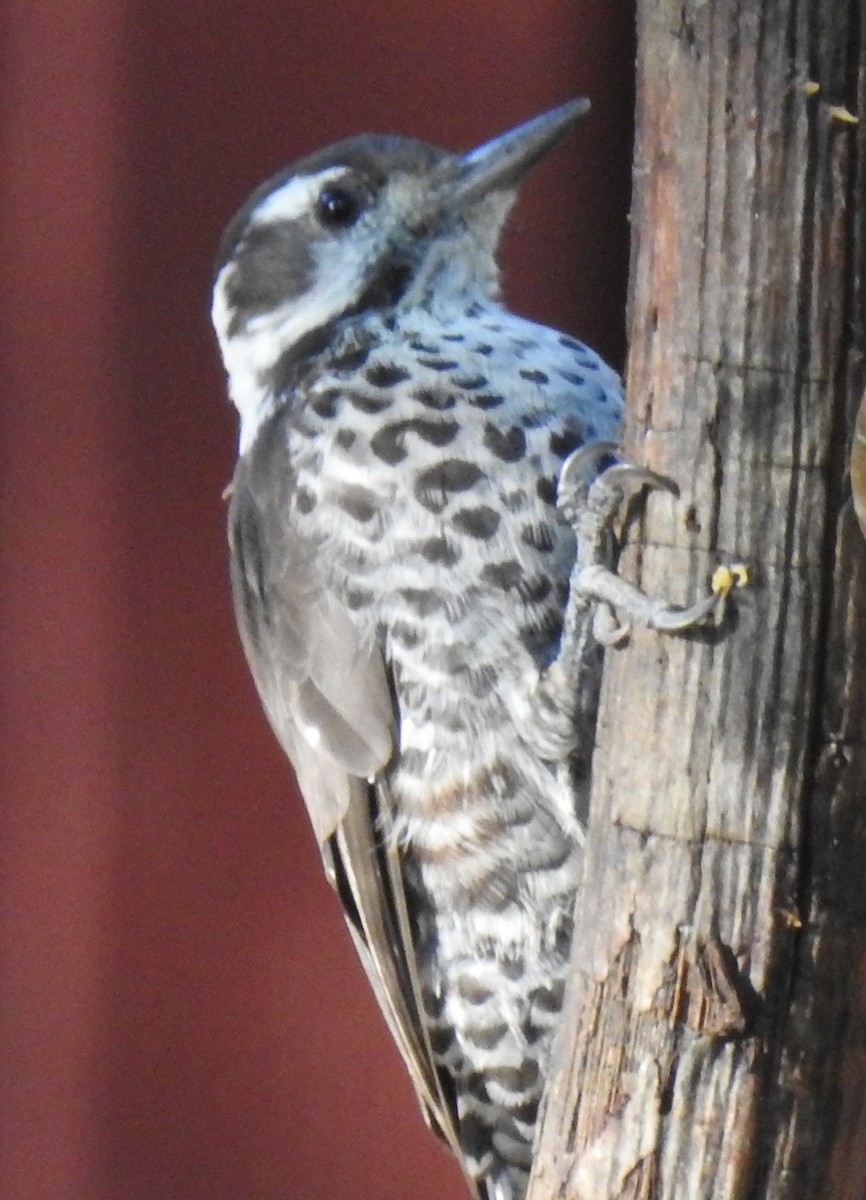 Arizona Woodpecker - ML646974177