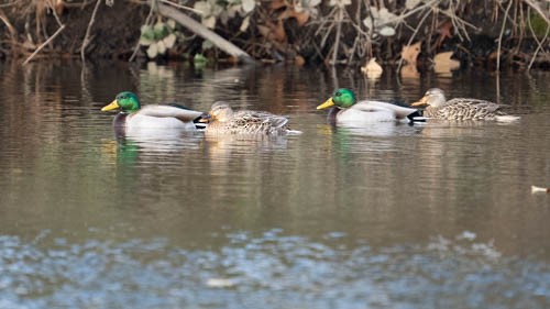 Mallard - ML646974178