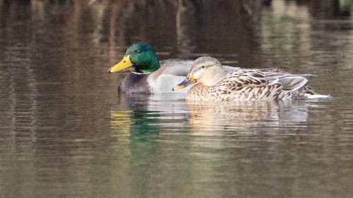 Mallard - ML646974179