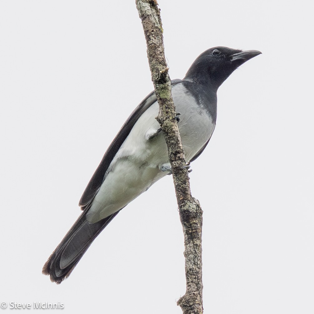 Moluccan Cuckooshrike - ML646974180