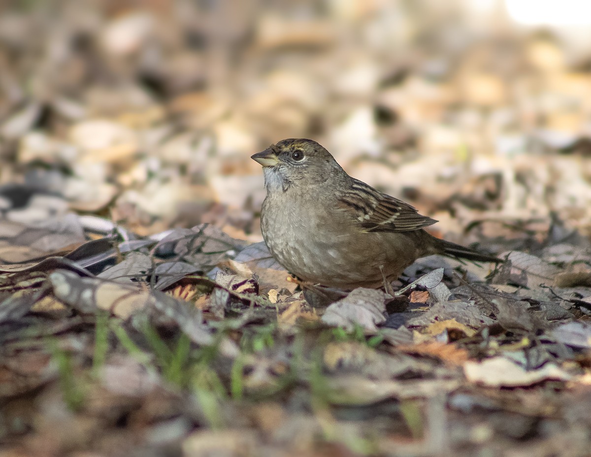 Golden-crowned Sparrow - ML646974181