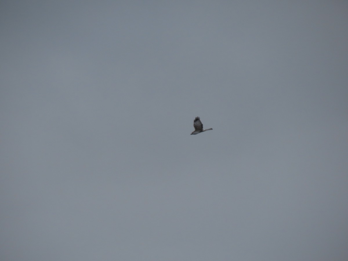 Northern Harrier - ML646974185