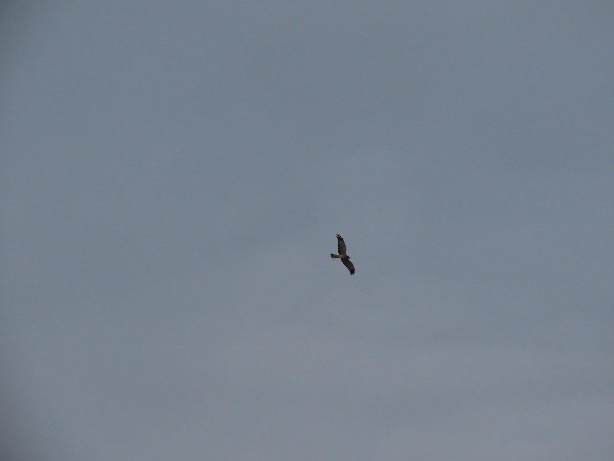 Northern Harrier - ML646974186
