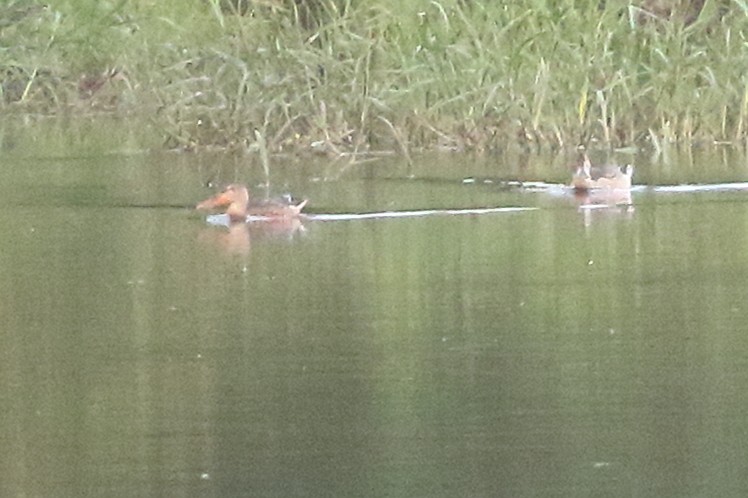 Löffelente - ML646974187