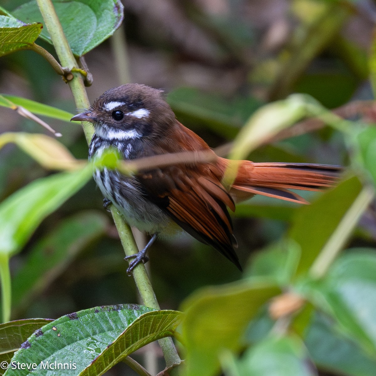 Streak-breasted Fantail - ML646974189