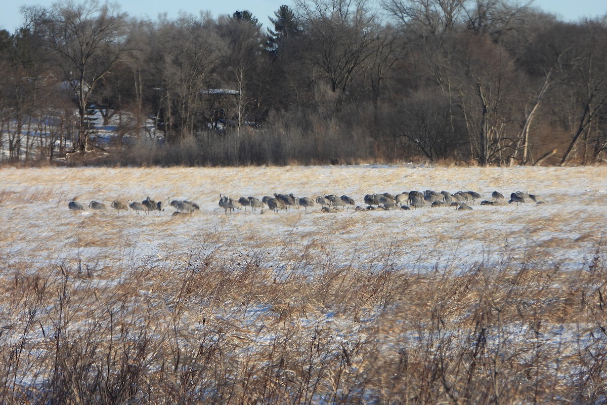 Sandhill Crane - ML646974190