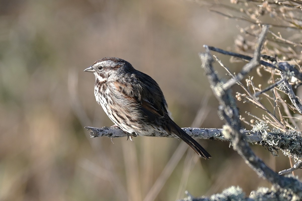 Song Sparrow - ML646974192