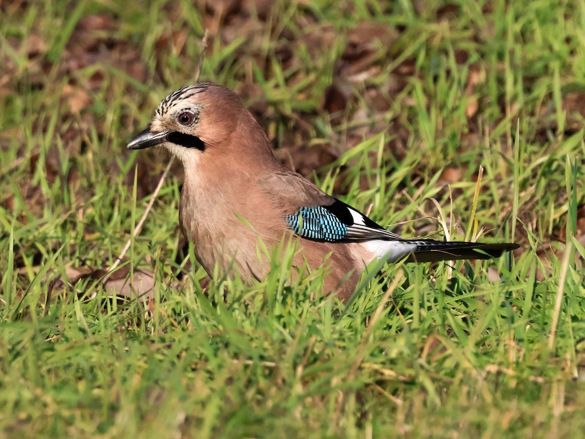 Eurasian Jay - ML646974193
