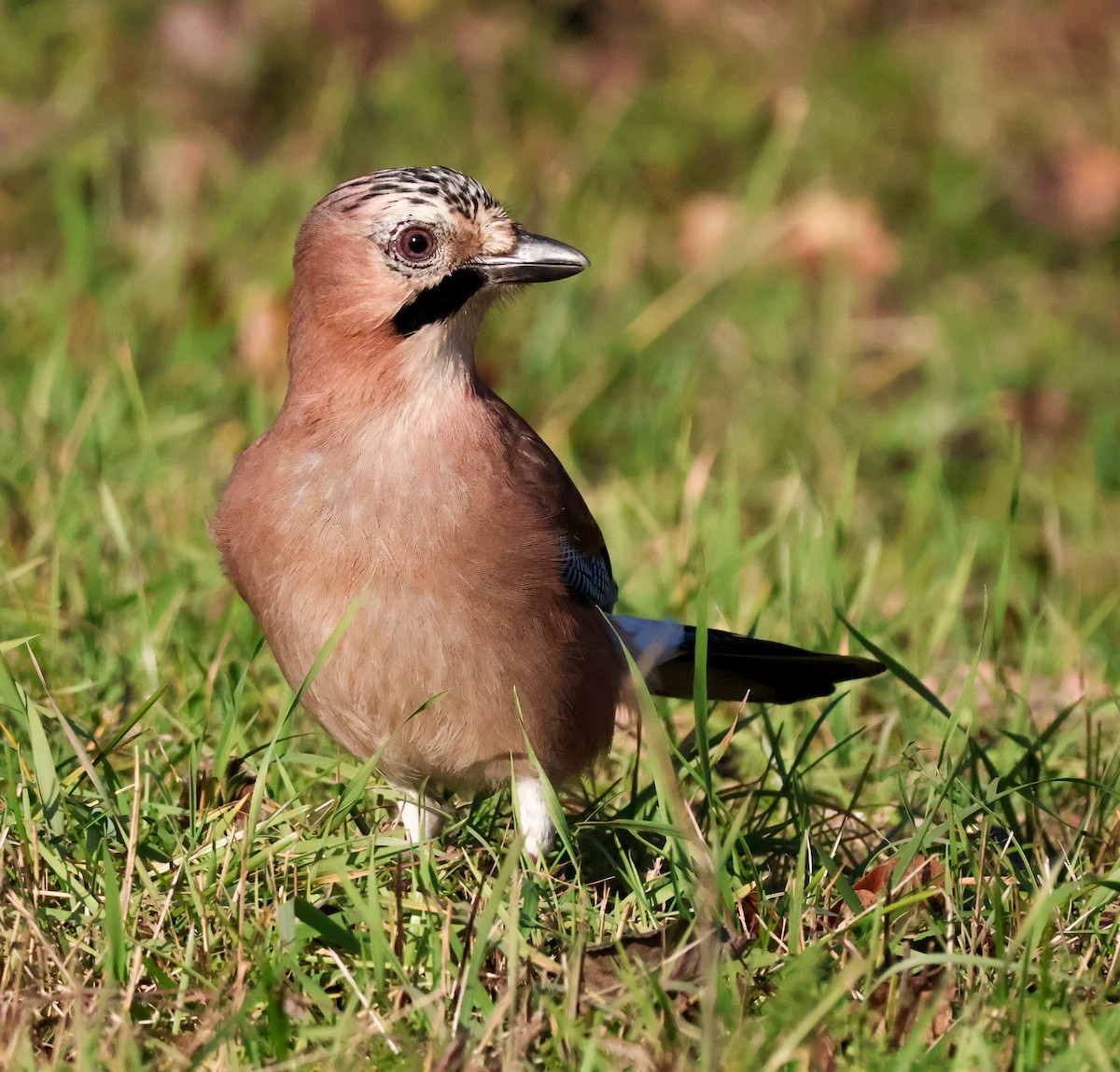 Eurasian Jay - ML646974196