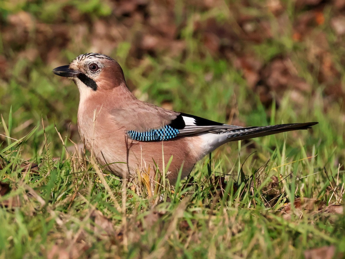 Eurasian Jay - ML646974197