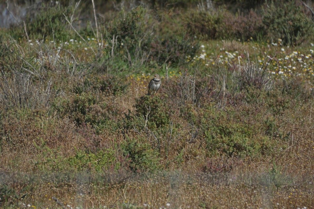 Calandra Lark - ML646974202