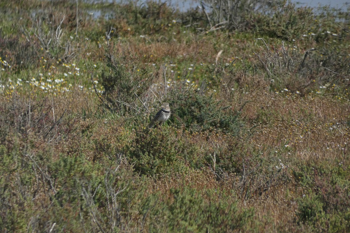 Calandra Lark - ML646974203