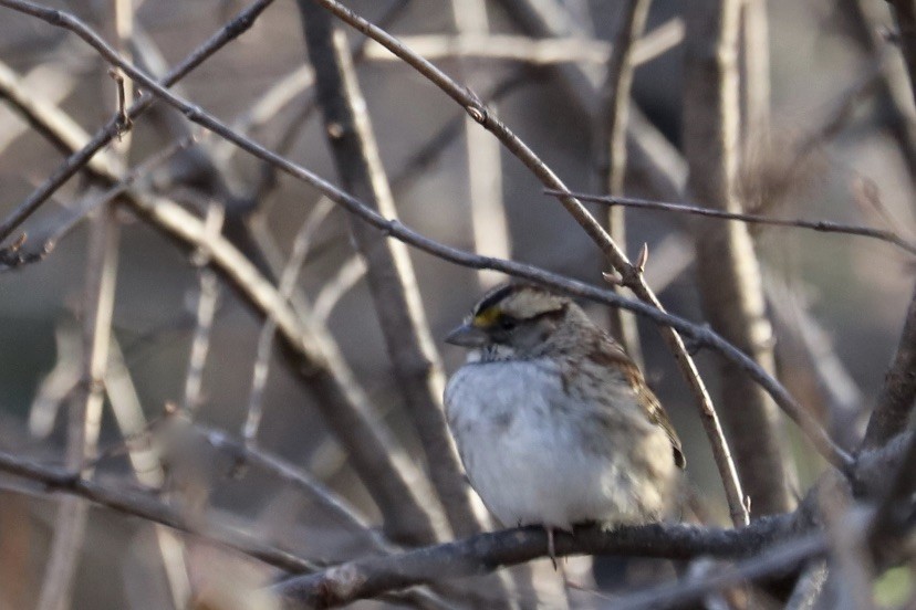 Бруант білогорлий - ML646974204