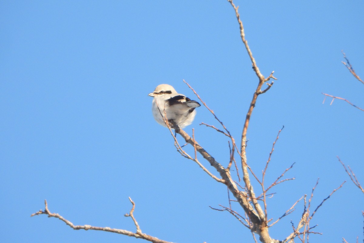 Northern Shrike - ML646974205
