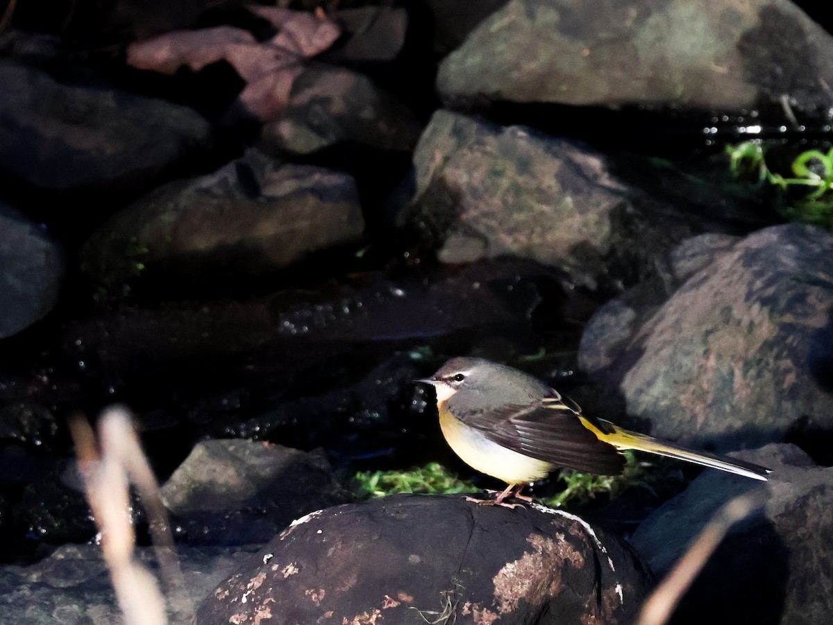 Gray Wagtail - ML646974206