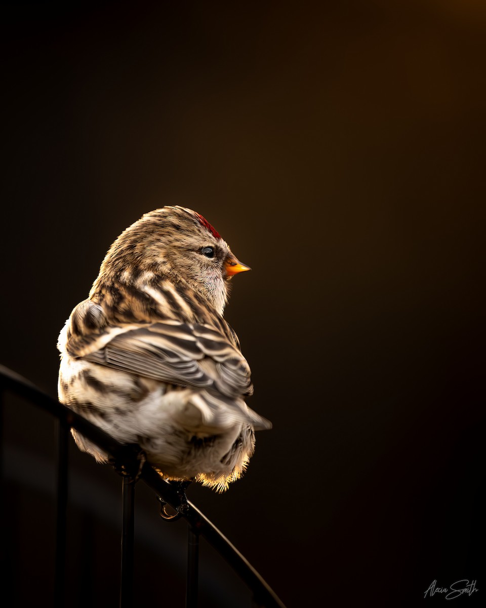 Pardillo Sizerín - ML646974211