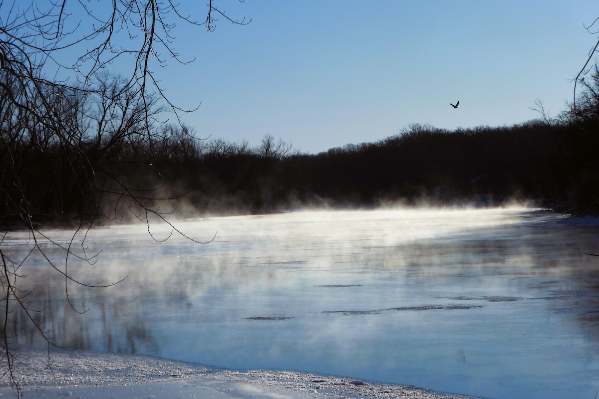 Bald Eagle - ML646974212