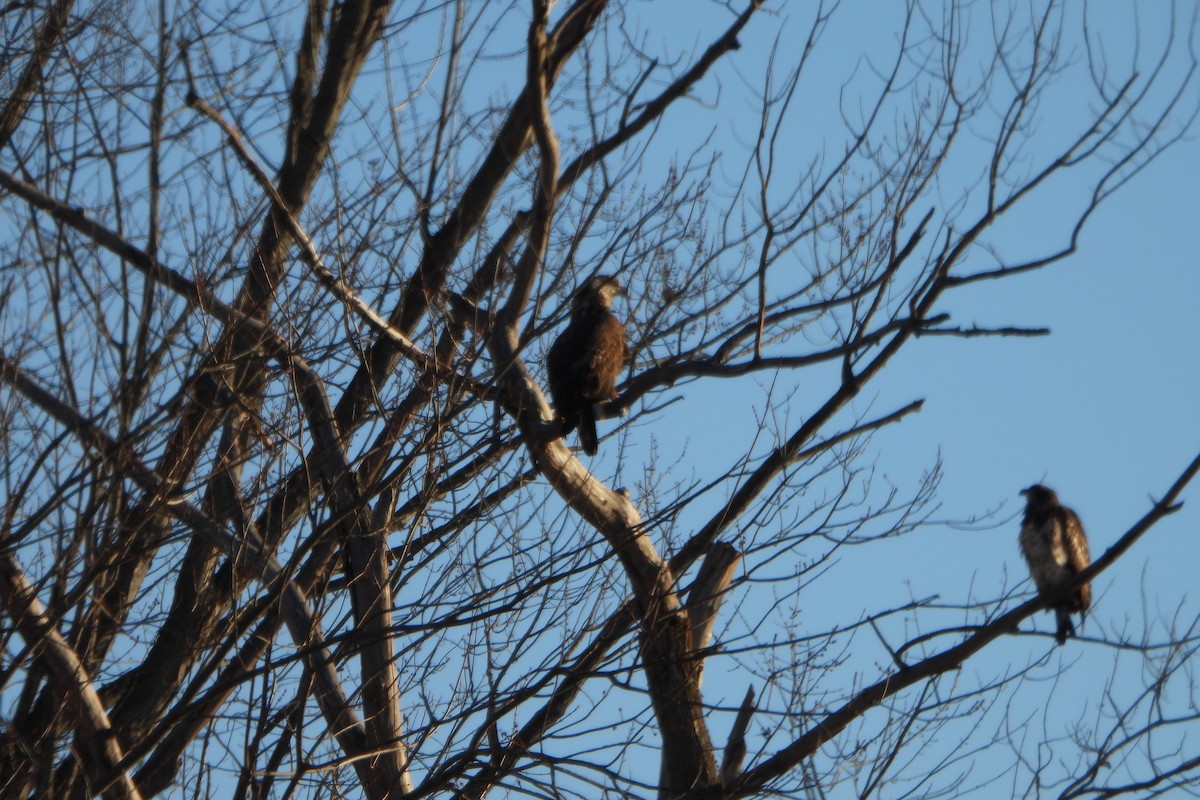 Bald Eagle - ML646974214