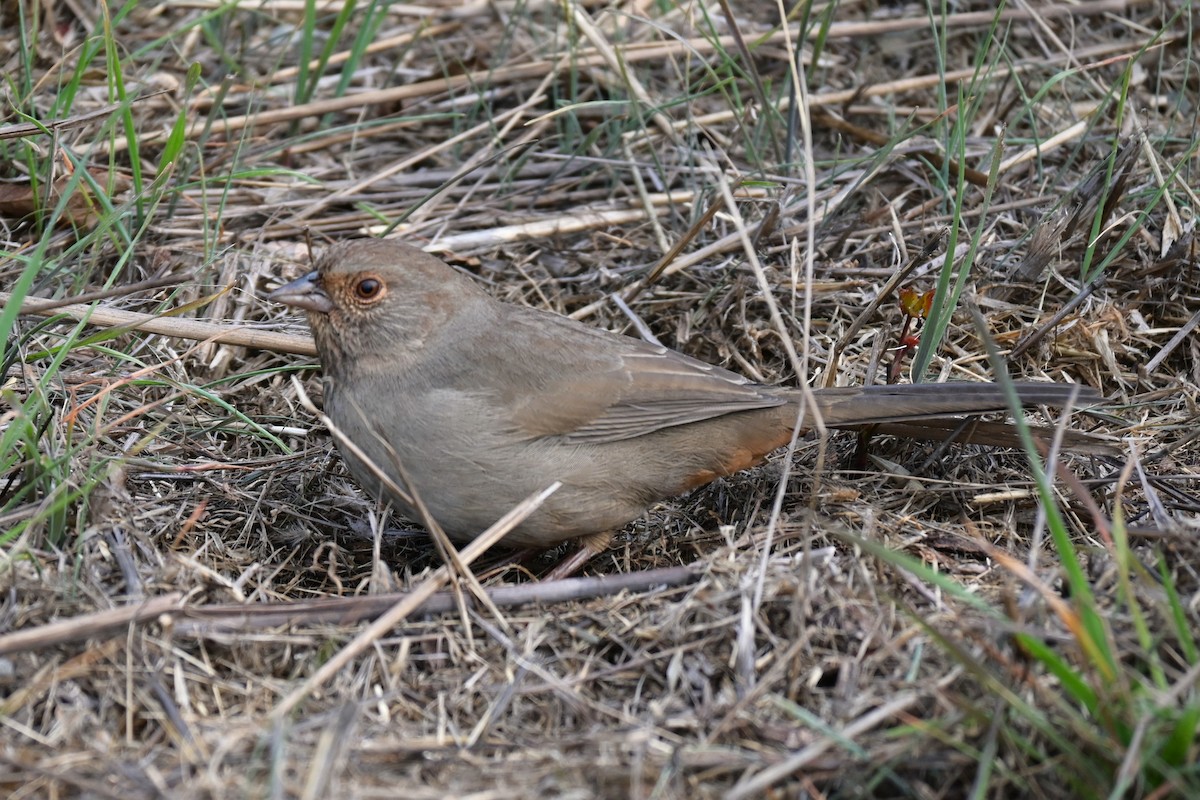 California Towhee - ML646974216