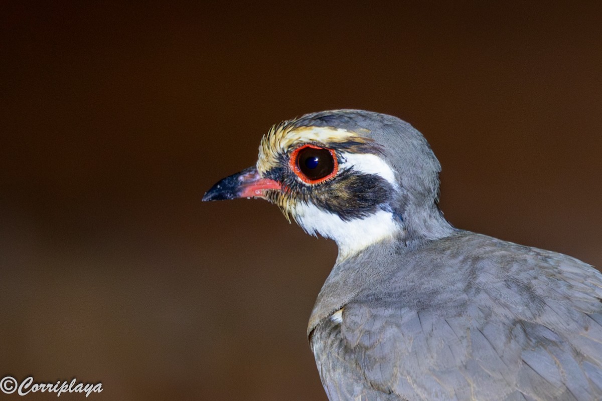 Bronze-winged Courser - ML646974222