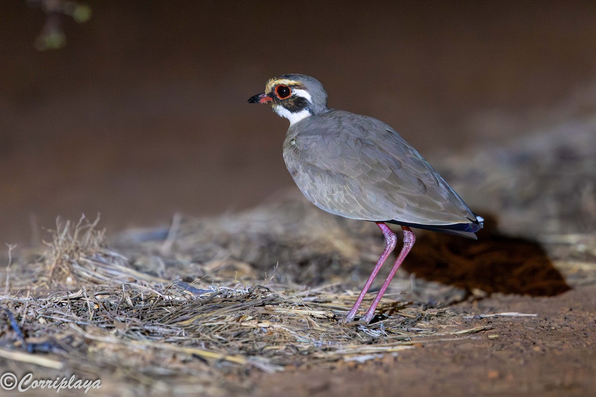 Bronze-winged Courser - ML646974223