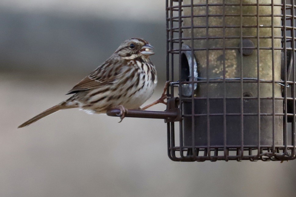 Пасовка співоча - ML646974224