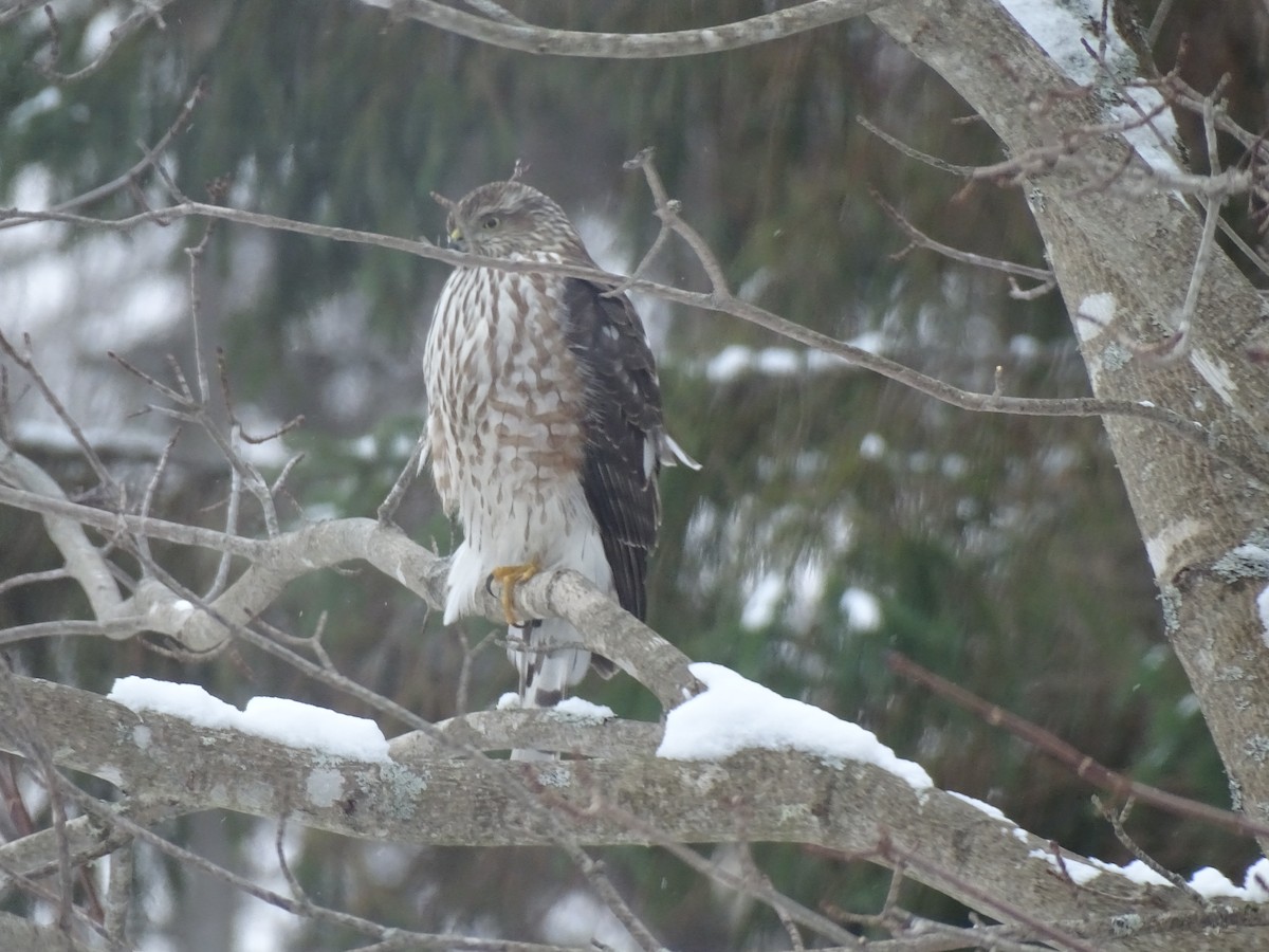 Épervier brun - ML646974226