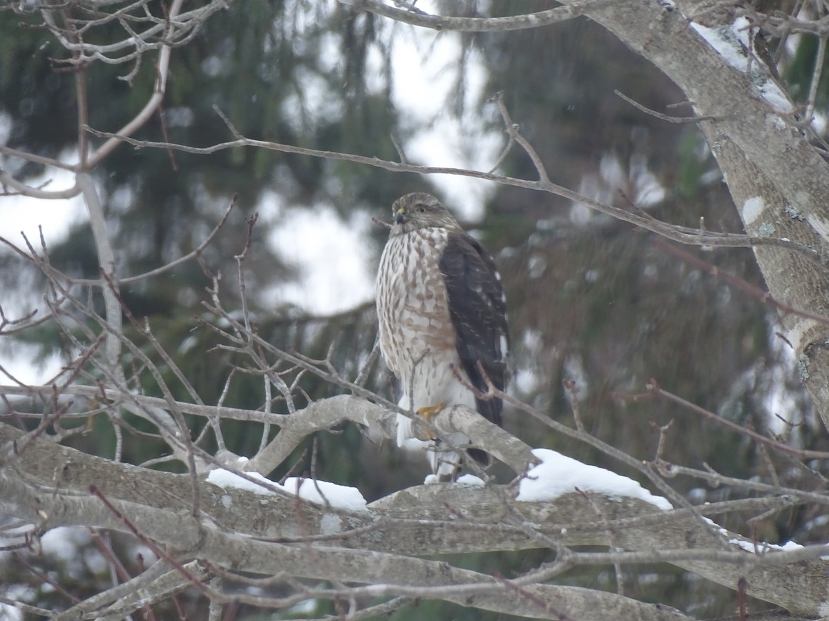 Épervier brun - ML646974227