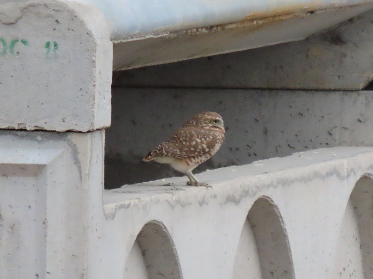 アナホリフクロウ - ML646974228