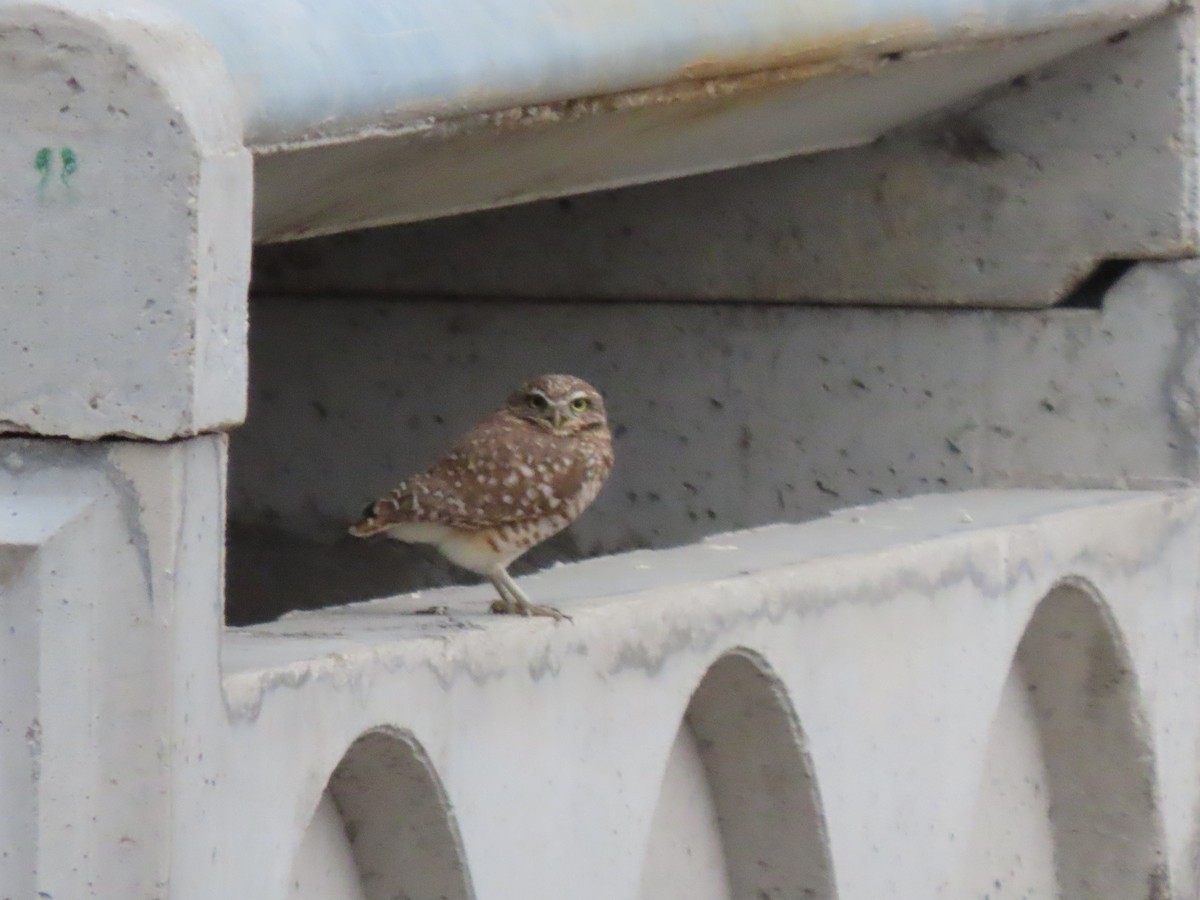 アナホリフクロウ - ML646974229