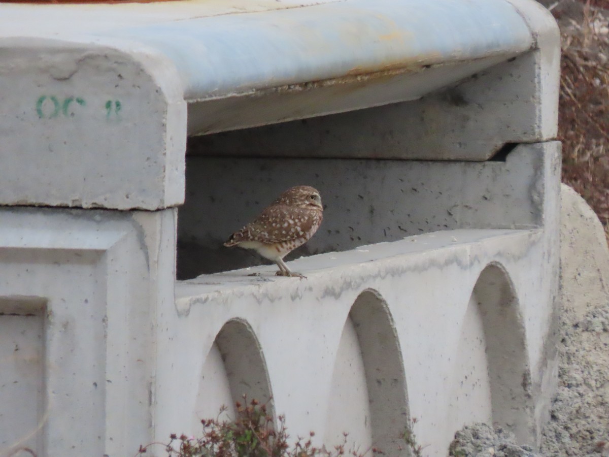 アナホリフクロウ - ML646974230