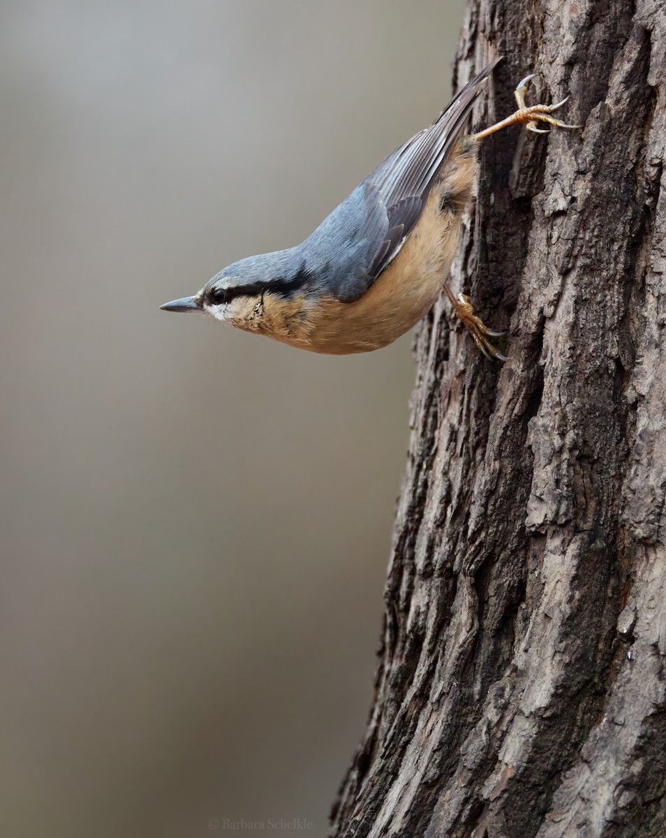 Eurasian Nuthatch - ML646974231