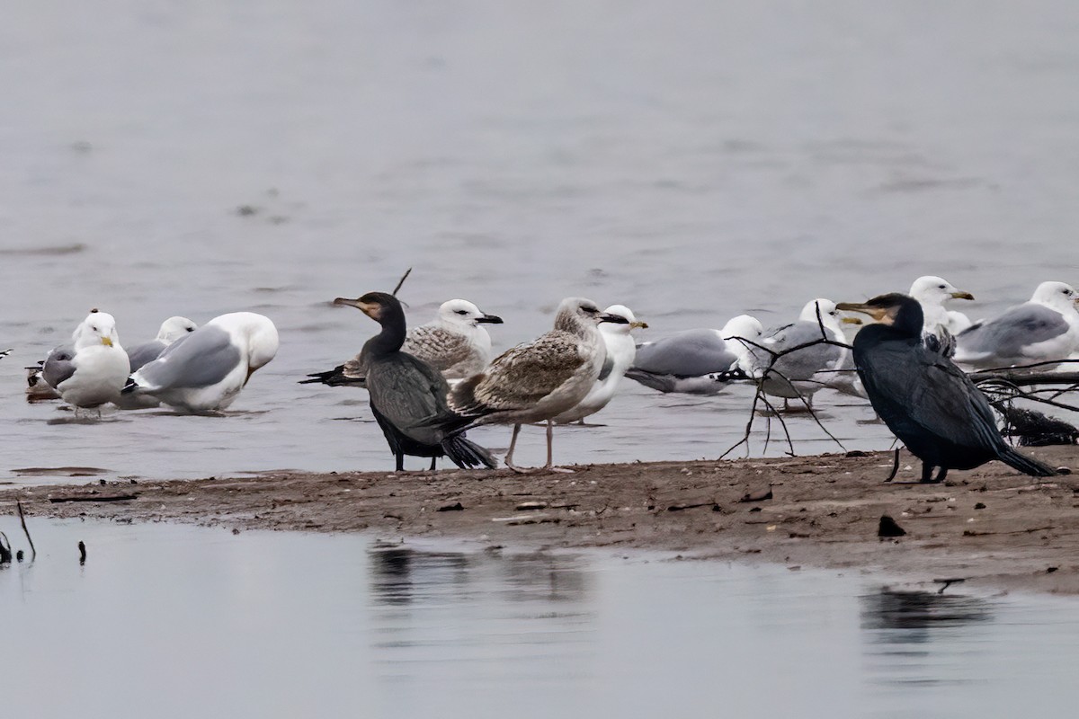 European Herring Gull - ML646974233