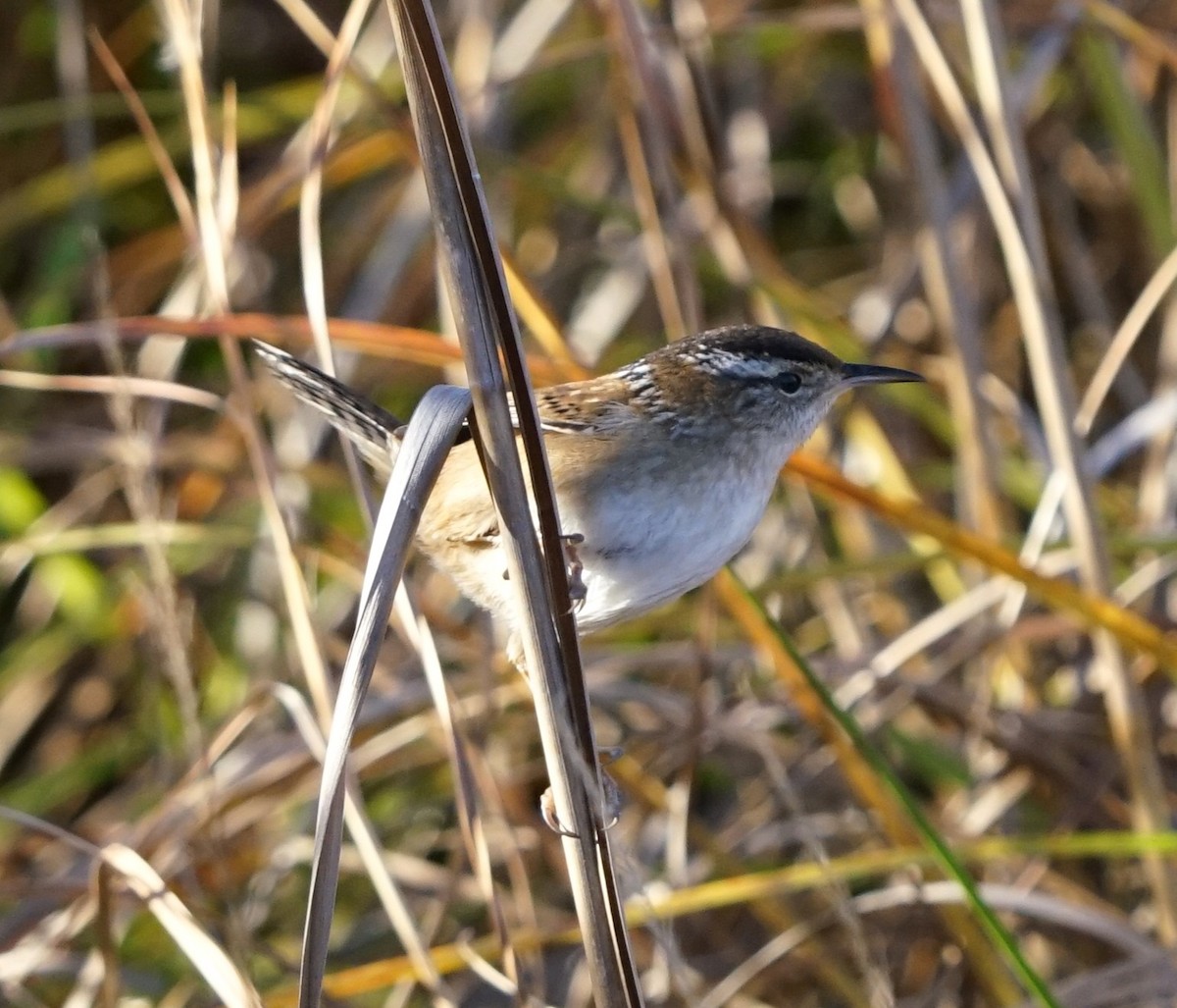 Marsh Wren - ML646974237