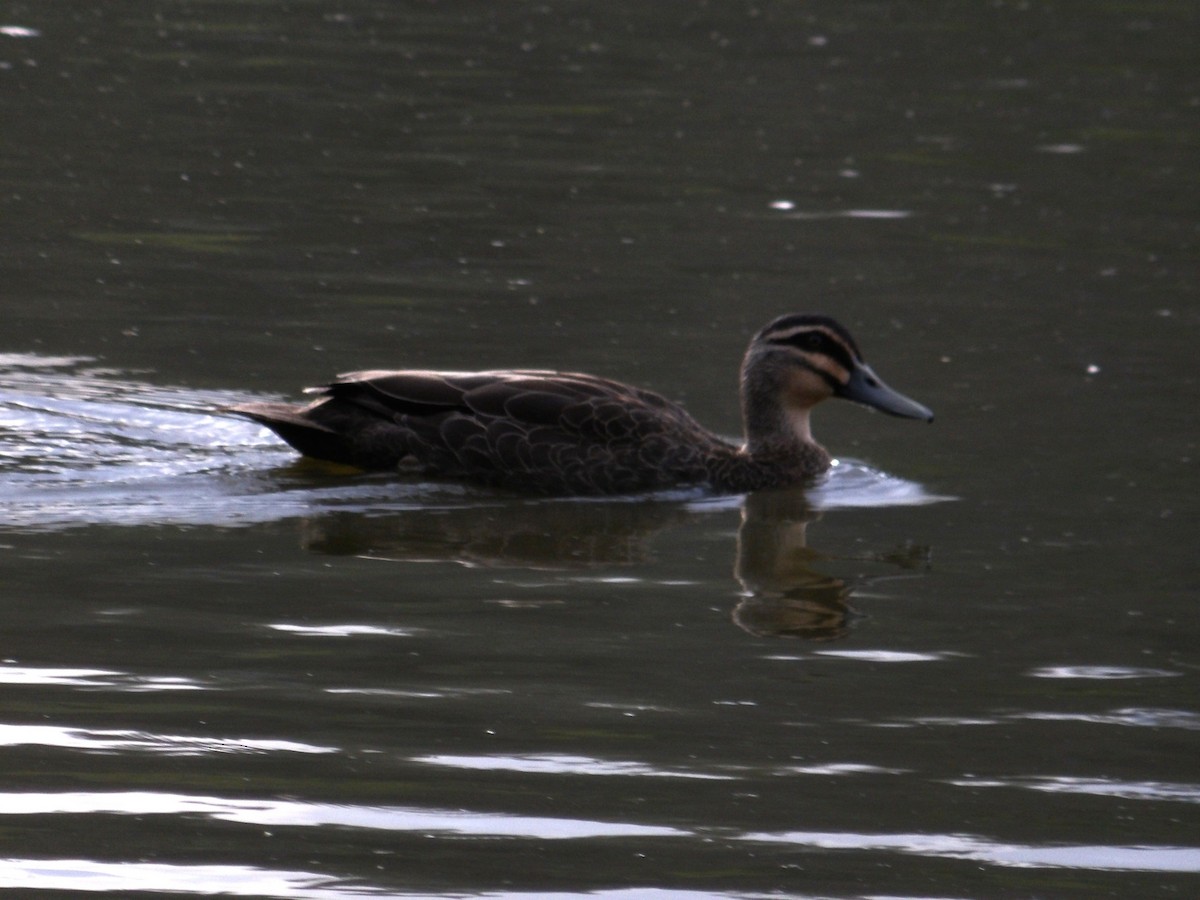 Pacific Black Duck - ML646974239