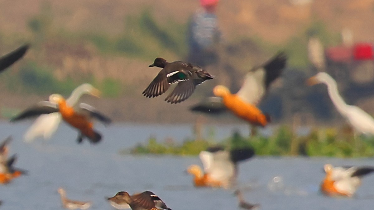 小水鴨 - ML646974240