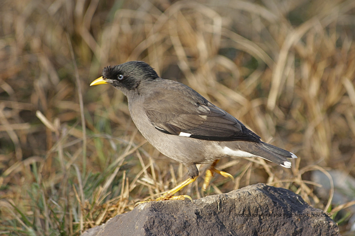 Jungle Myna - ML646974244