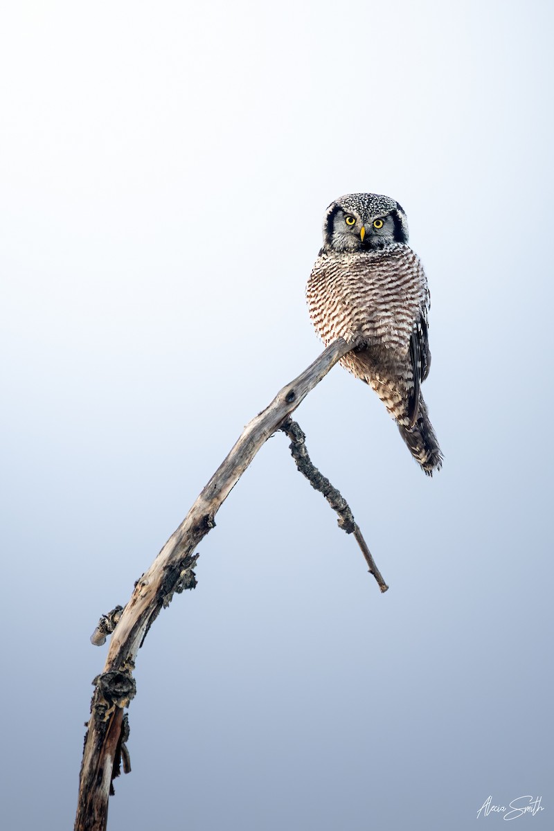 Lechuza Gavilana - ML646974249